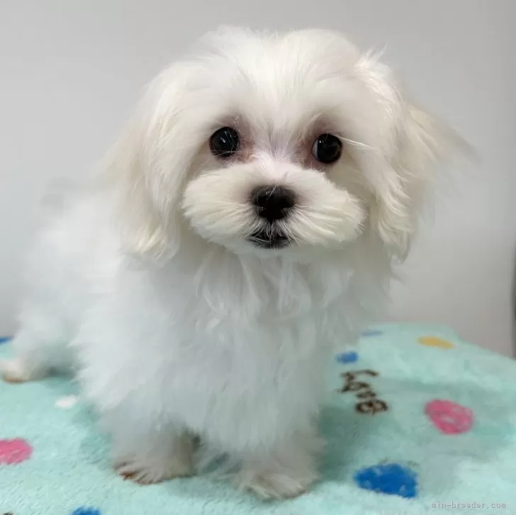 かおる 様のお迎えした子犬