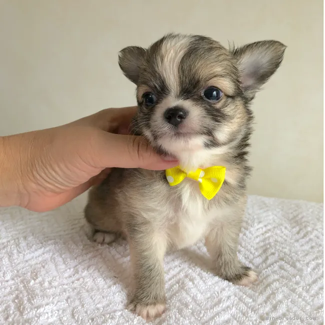 ID:1908-00018の子犬