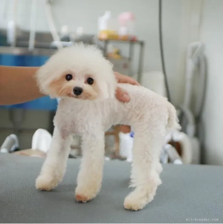 エリ 様のお迎えした子犬