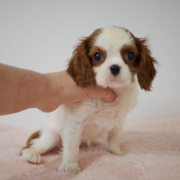 キャバリア【宮崎県・女の子・2024年2月18日・ブレンハイム】の写真「お顔立ちのキレイな子です。」