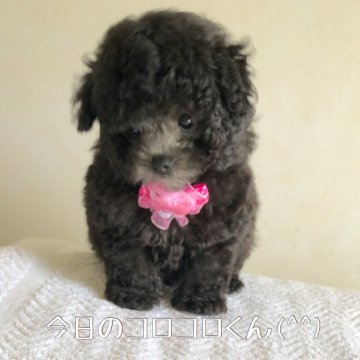 トイプードル(タイニー)【宮崎県・男の子・2019年6月1日・シルバー】の写真「ドアーフタイプのお鼻短すぎイケワン(^^」