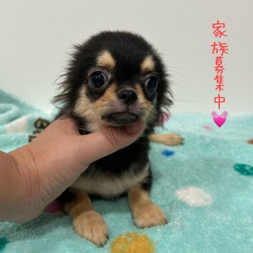 チワワ(ロング)【宮崎県・女の子・2024年6月22日・ブラック&タン】の写真「足短い女の子💖」