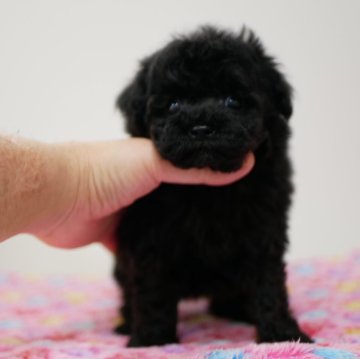 トイプードル(タイニー)【宮崎県・男の子・2023年11月17日・ブラック】の写真「生後60日で570g」