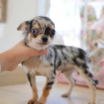 チワワ(ロング)【宮崎県・男の子・2023年6月2日・ブルーマール】の写真「とっても綺麗なカラーです(*≧∀≦*)」