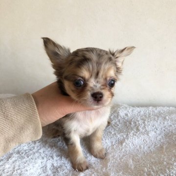 チワワ(ロング)【宮崎県・女の子・2021年11月15日・チョコマール】の写真「とっても綺麗なカラーの女の子です💕」