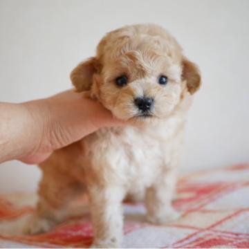 トイプードル(タイニー)【宮崎県・男の子・2022年8月20日・アプリ】の写真「優しいお顔立ちの可愛らしい女の子みたいな男の子です」