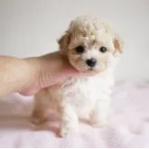 タイニープードル【宮崎県・男の子・2023年5月12日・ホワイト】の写真1