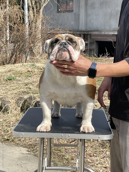 渡辺　賢(わたなべ　けん)ブリーダー(山梨県・ゴールデンレトリバーなど・JKC登録)の紹介写真1