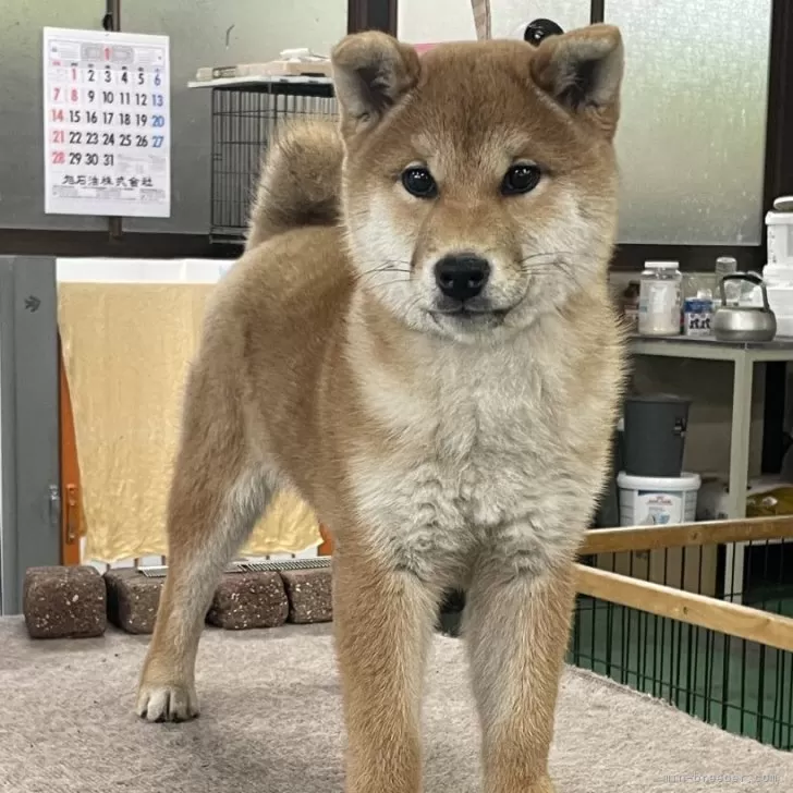 ID：2405-01907の子犬