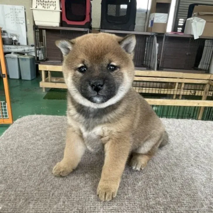 いわき 様のお迎えした子犬