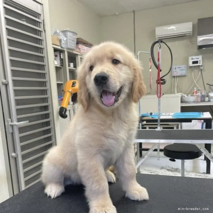 ID：2208-04077の子犬