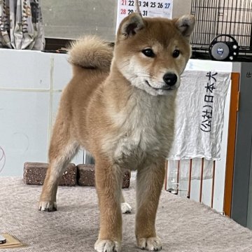 柴犬(標準サイズ)【山梨県・女の子・2024年1月18日・赤】の写真「資質、色素良く、将来楽しみな子犬です。」