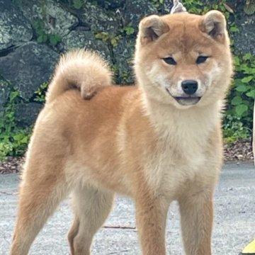 柴犬(標準サイズ)【山梨県・女の子・2024年1月18日・赤】の写真「スタイルの良い良質な女の子」