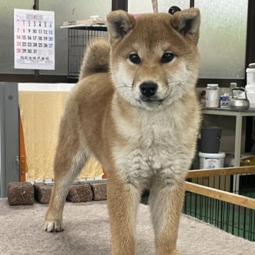 柴犬(標準サイズ)【山梨県・女の子・2024年1月18日・赤】の写真「健康良好、食欲旺盛、とても元気に育ってあります。」