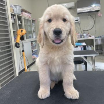 ゴールデンレトリバー【山梨県・男の子・2022年7月4日・ゴールド】の写真「首抜けが良く、耳の長めの綺麗な子です。現在体重8k」