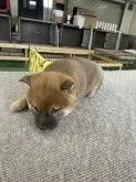 柴犬(標準サイズ)【山梨県・女の子・2023年10月12日・赤】の写真3