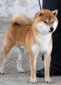 柴犬(標準サイズ)【・男の子・2015年7月5日・赤】