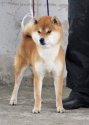 柴犬(標準サイズ)【・男の子・2015年7月5日・赤】