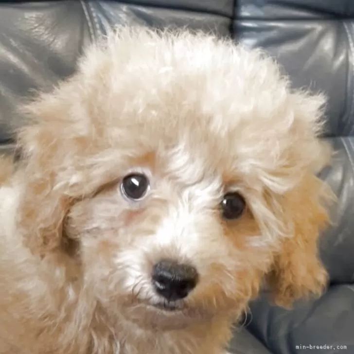 ID：2507-01015の子犬