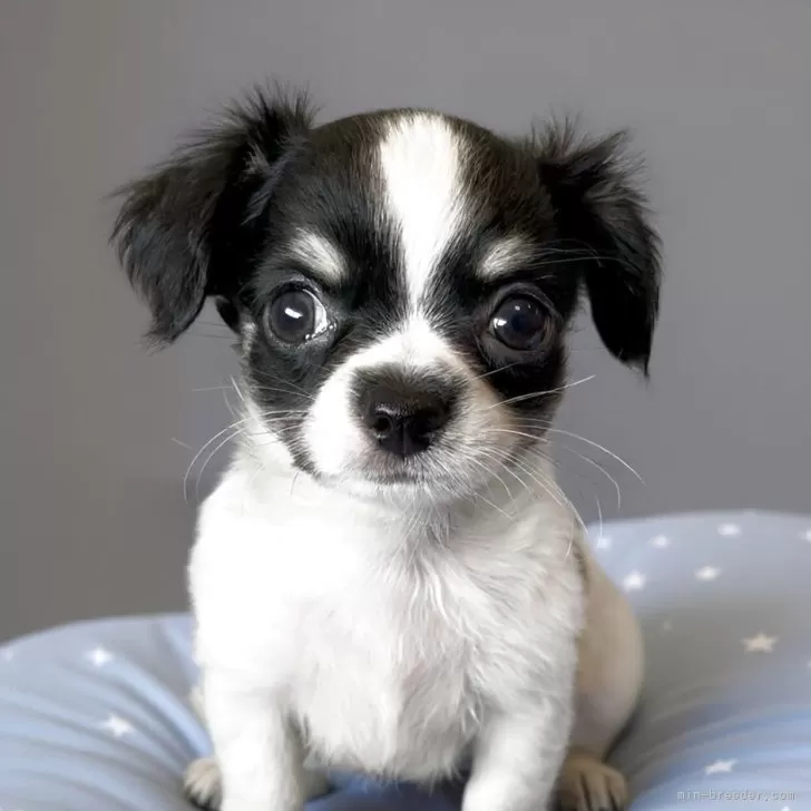 ID:2508-00169の子犬