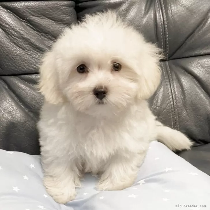 ID：2506-02461の子犬