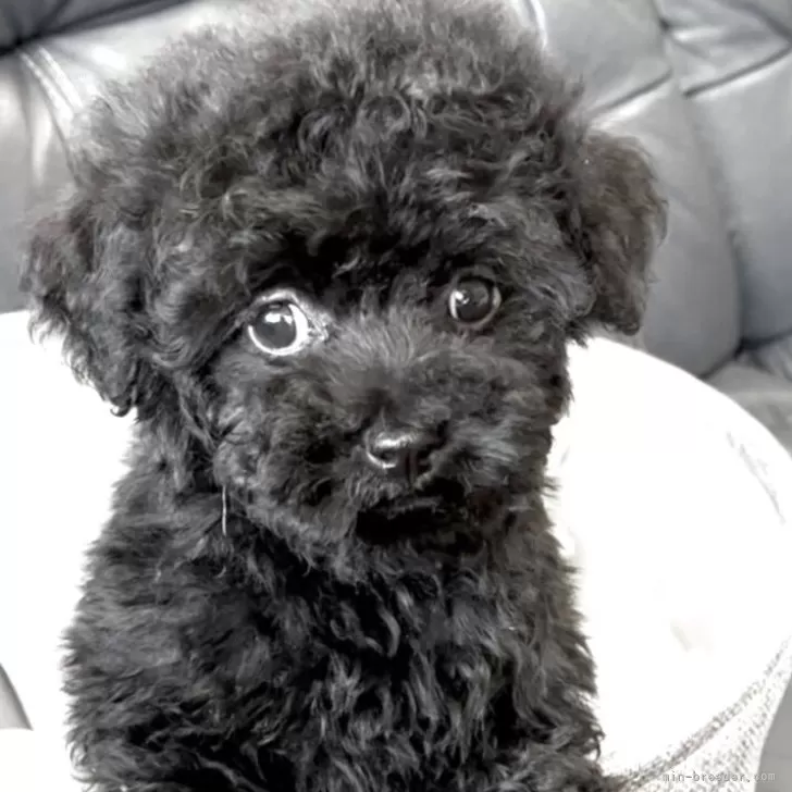 ジュン 様のお迎えした子犬