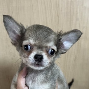 チワワ(ロング)【岡山県・女の子・2025年9月5日・フォーン】の写真「スクスク育っています、可愛いキキちゃん❣️」