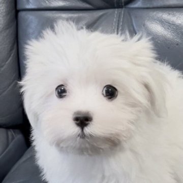 マルチーズ【岡山県・女の子・2025年4月28日・ホワイト】の写真「お待たせしました！マルチーズの「たまごちゃんデス」」