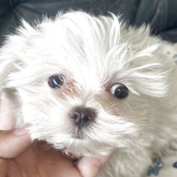 マルチーズ【岡山県・男の子・2025年4月28日・ホワイト】の写真「飼いやすいペン君！金額相談承ります(^^)」