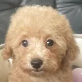 タイニープードル