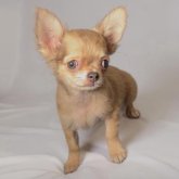 チワワ(ロング)