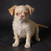 チワワ(ロング)