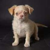 チワワ(ロング)