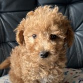 トイプードル(タイニー)