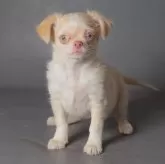 チワワ(ロング)【岡山県・女の子・2025年9月5日・クリームホワイト】の写真1「大人しいです」