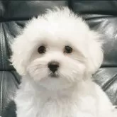 タイニープードル