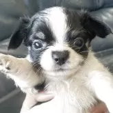 チワワ(ロング)