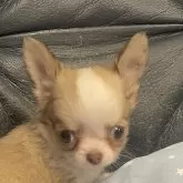 チワワ(ロング)