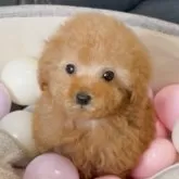 タイニープードル