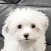 マルチーズ