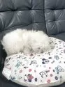 タイニープードル【岡山県・男の子・2025年4月18日・ホワイト】の写真6「モフモフ」