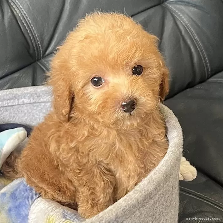ID:2312-06181の子犬