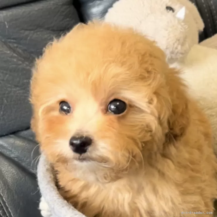 S.M 様のお迎えした子犬