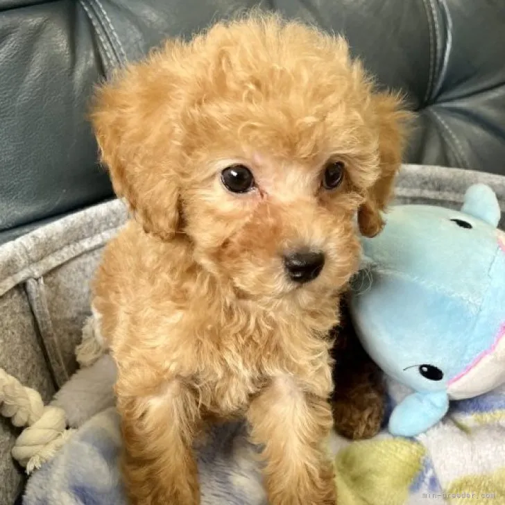 ID:2306-01765の子犬