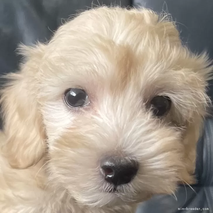 SR 様のお迎えした子犬