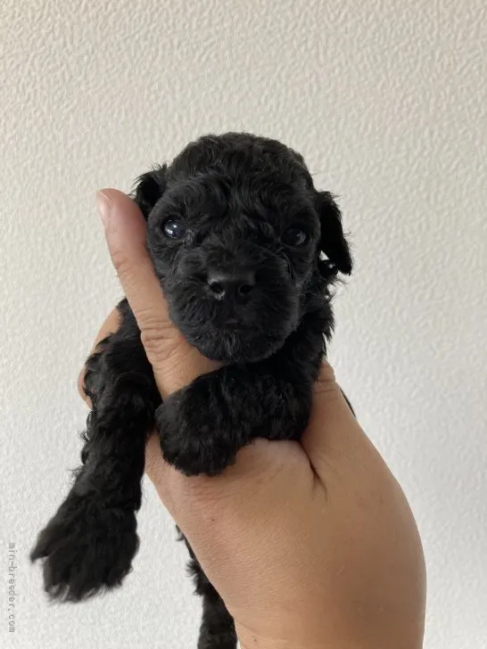 ID：2107-04011の子犬