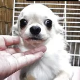 チワワ(ロング)