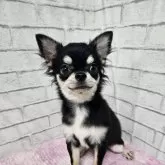 チワワ(ロング)