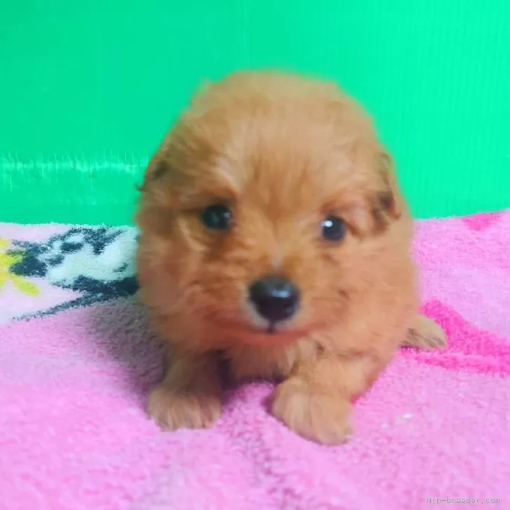 ID:2406-01957の子犬