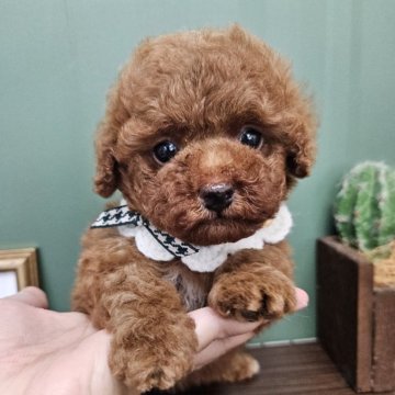トイプードル(トイ)【福岡県・男の子・2024年7月9日・レッド】の写真「掲載終了間近‼9月2日まで掲載いたします✨」